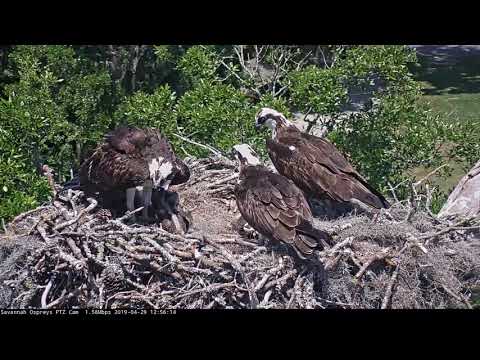 Male Osprey Chases Away Intruder In Savannah – April 29, 2019