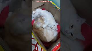 Download lagu كراميلا قاعدة في الكرتونة مع فلورا قطط صغيرة قطط كيوت قطط مضحكة قطط 🐈 funny cat vedios #shorts #cat mp3 Download lagu كراميلا قاعدة في الكرتونة مع فلورا قطط صغيرة قطط كيوت قطط مضحكة قطط 🐈 funny cat vedios #shorts #cat mp3