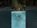 JAZZGHOST NA PISCINA