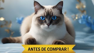 Gato Birmanês Revelado! Tudo o que Ninguém Conta Antes de Comprar Essa Raça Mágica