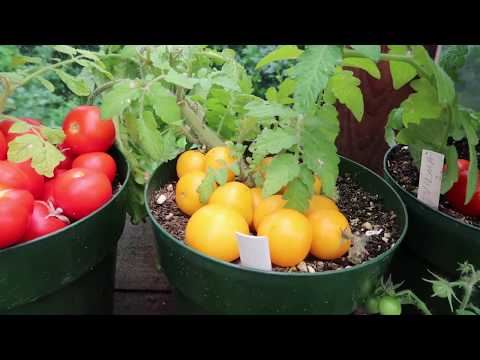 Micro Dwarf Tomato Varieties Ready For Seeding. Many Varieties!!