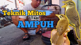 Download lagu Gunakan Teknik ini‼️Pelihara Burung Shinchan Ombyokan Pasti Gacor mp3 Download lagu Gunakan Teknik ini‼️Pelihara Burung Shinchan Ombyokan Pasti Gacor mp3