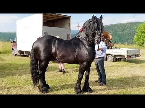 Joarza Mihai's Stallions from Sibiu 2022