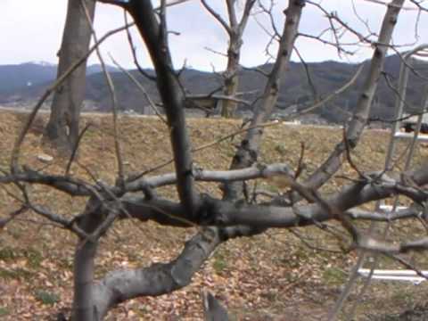 庭にエキゾチックな香りを吹き込むために、カリンの木をいつ剪定すればよいでしょうか?  庭園