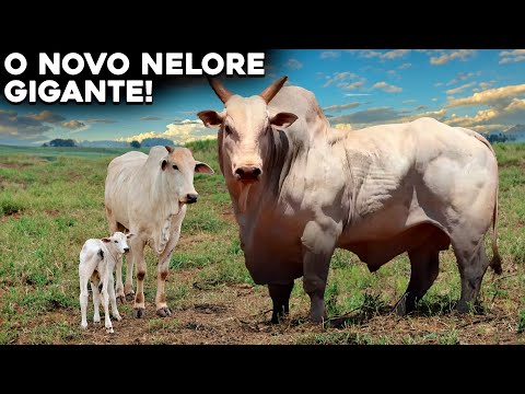 THE NEW GENETICALLY MODIFIED NELORE CATTLE BREED