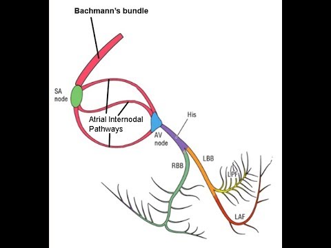 Physiology of the Cardiac Conduction System: a Primer for Understanding Cardiac Electrophysiology
