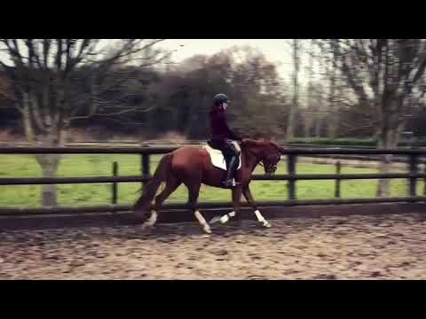 Belissimo M x Donnerhall - mare - 2015