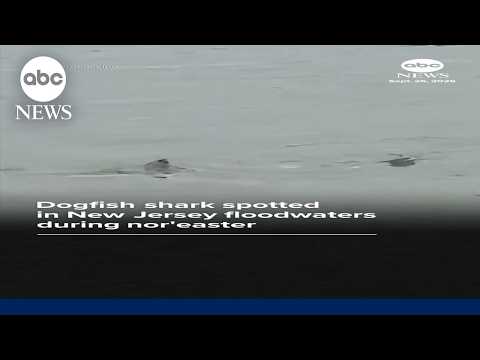 Shark spotted in New Jersey floodwaters during nor'easter