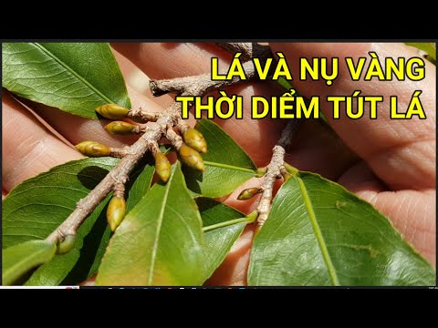 🔴 QBS22298 - THỜI ĐIỂM TÚT LÁ MAI VÀNG MIỀN BẮC ĐỂ CÂY NỞ ĐÚNG TẾT | BÓN PHÂN GÌ CHO LÁ NHANH VÀNG