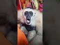 Monkey Sounds Video Animals Funny