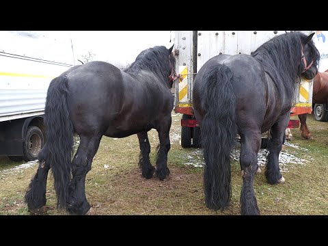 Armăsarii lui Ionu Niți de la Berbești - Maramureș 2022