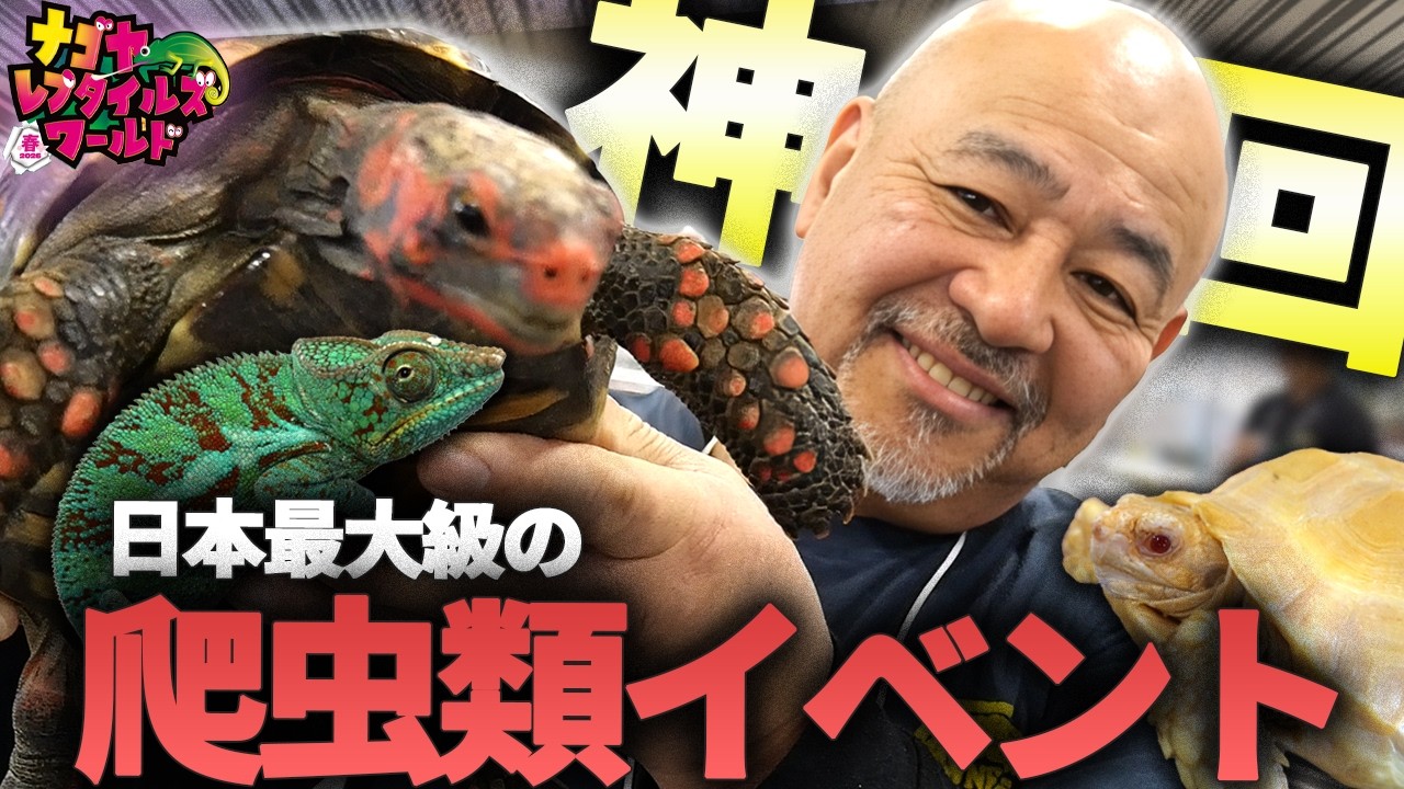 【神回】ナゴレプ2026最高でした！！【ナゴヤレプタイルズワールド2026春】