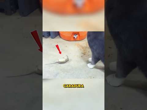 Gatos y ratones igualitos a los malditos Tom & Jerry #gatos #mascotas #cats