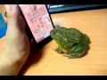 Frog plays Ant Crusher and eat my finger FULL VIDEO IPHONE Frosch grenouille doigt  rana dedo Galaxy