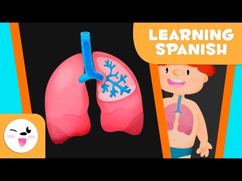 Travel through the Respiratory System (Spanish Version) - Fun Science for Kids