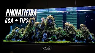 HYGROPHILA PINNATIFIDA ON THE ROCKS | Q&A + Top Tips | Dentist Aquarium