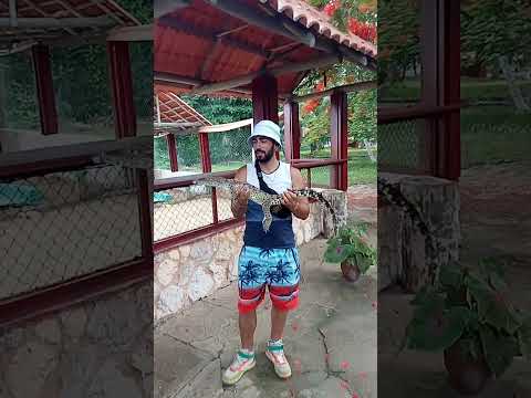 No vengas a cuba jajjajas hermoso, Ciénaga de Zapata #cubalibre #caribe #playa #cocodrilo #vacacione