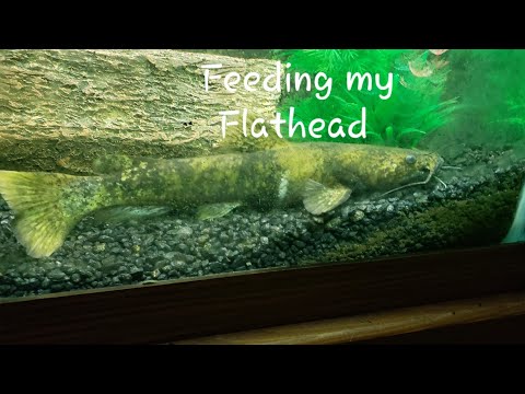 Feeding my pet Flathead Catfish - How a Flathead Catfish eats