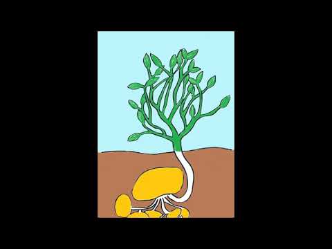 Wachstum der Kartoffel