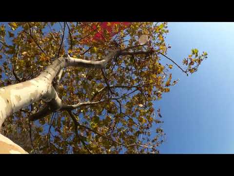 Duet peste timp, Tatiana Stepa & Adrian Paunescu. Si totusi vine toamna...
