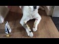 Korean jindo dog (Jin Do)(chindo)(Jin dog)being obedient with treats 한국 진돗개