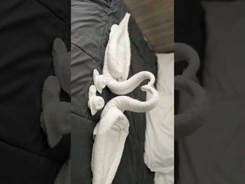 Easy Swan Towel Folding Beginner friendly tachniq #shorts
