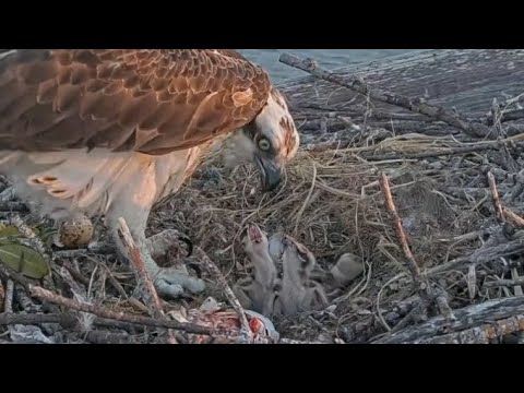 Captiva Osprey Cam | Andy brings live fish, Lena feeds the day's first feed to babies | 20.02.2022