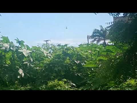 Helicóptero querendo pousar no estádio de Trairi CE (Bell 505 Jet Ranger X)