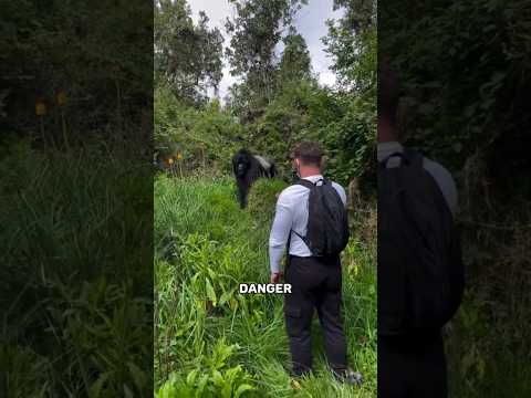 "Why Don’t Gorillas Attack Tourists?"