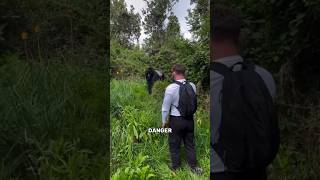 Download lagu 'Why Donβt Gorillas Attack Tourists?' mp3 Download lagu 'Why Donβt Gorillas Attack Tourists?' mp3