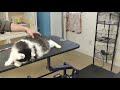 Attack Cat Biting Arm Sweet Spot