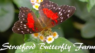 preview picture of video 'Stratford Butterfly Farm'