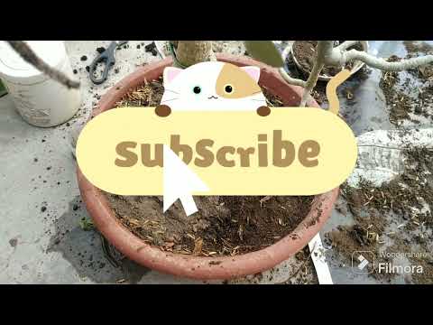 #144 ek saal baad mila pot🍯30/11/2023