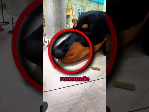 Pensaram Que Esse Cachorro Era Falso! 😱🐶