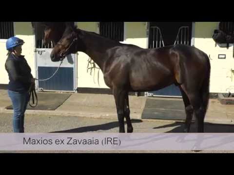 Maxios ex Zavaaia IRE