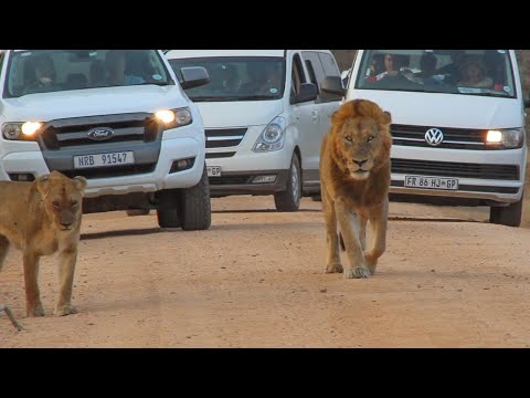 AWESOME Lion Sighting 🦁🐾Kruger National Park South Africa