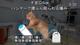 無痛分娩レポ　#猫ミーム #catmemes