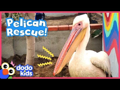 Pelican Is The Queen Of This Rescuer's Backyard | Animal Videos For Kids | Dodo Kids