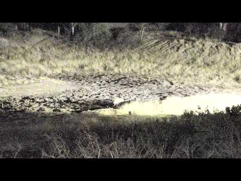 Djuma: Hyenas in large dam area squabble - 18:49 - 09/16/18