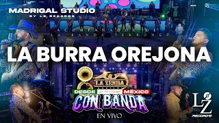 La Burra Orejona Lyrics English Translation