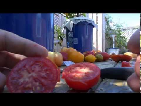 , title : '⟹ Tomato on the vine Tomato | Solanum lycopersicum | Tomato Review'