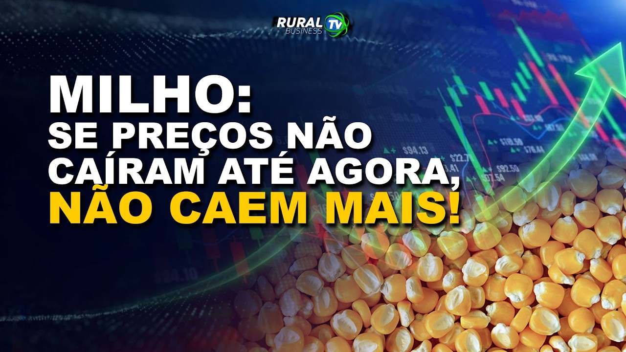 MILHO: SE PREÇOS NÃO CAÍRAM ATÉ AGORA, NÃO CAEM MAIS!