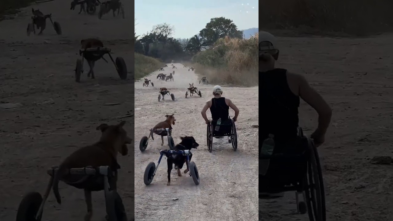 世界で一番美しい疾走、車椅子の犬たちの反乱 #犬 #感動動画 #動物保護