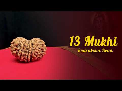 13 (Thirteen) Mukhi Rudraskha for Planet Venus video