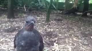 Download lagu Lyre bird sounds mp3