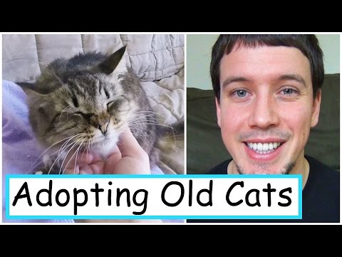 7 Reasons Old Cats Make Great Pets!