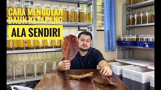 Download lagu Cara Mengolah Daun Ketapang Ala Sendiri mp3