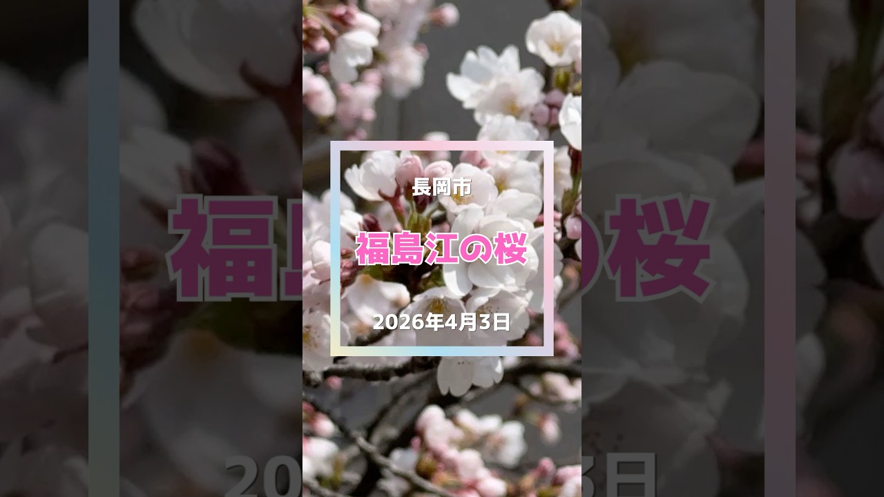 【長岡】福島江・桜（咲き始め） #長岡市 #桜 #shorts