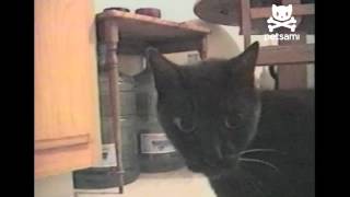 Singing cat rocks out to harmonica