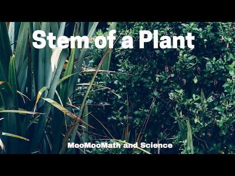 YouTube video about: Which is not a function of the stem in plants?
